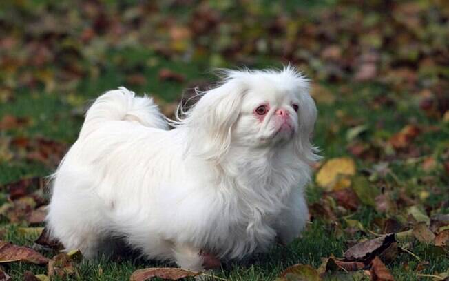 Um cachorro albino precisa de cuidados especiais