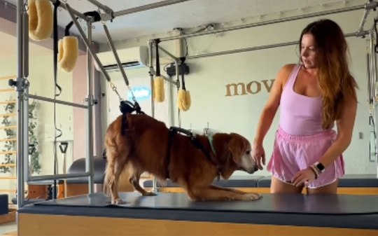Golden retriever de 15 anos faz pilates para recuperar movimentos
