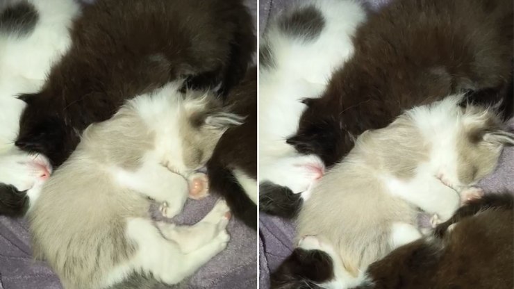 Filhotes de gato formam montinho para dormir juntinhos