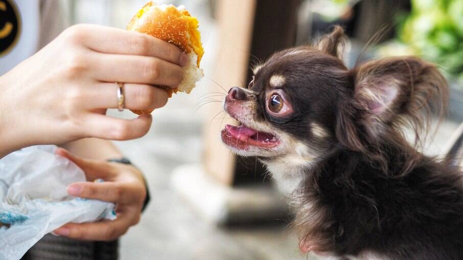 Oferecer alimentos humanos para os pets colabora com o aumento da obesidade em animais 