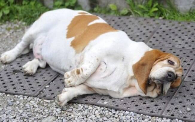 Um dos principais sintomas do hipotireoidismo em cães é o aumento de peso repentino 