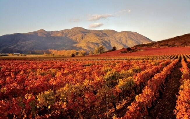Produtores de vinhos chilenos buscam consumidores de alta renda