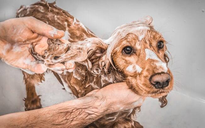 Banho com shampoo hidratante é uma das formas de prevenir doenças dermatológicas em cães 