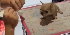 Filhote de buldogue viraliza ao impedir tutora de limpar orelha