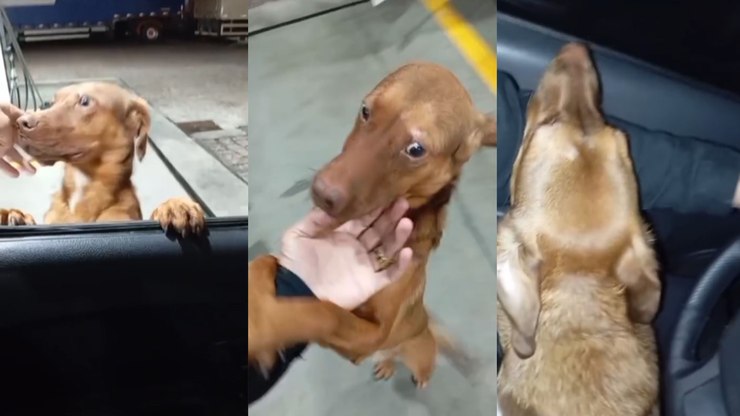 Cachorro%20escolhe%20seu%20novo%20tutor%20em%20posto%20de%20gasolina%20e%20viraliza