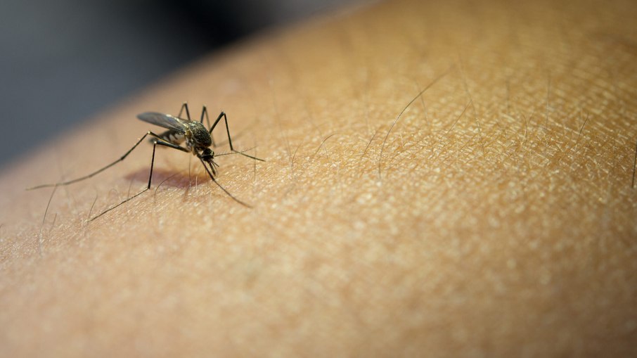 A proliferação do mosquito Aedes aegypti, transmissor do vírus, tende a ser intensificada com o cenário de temperaturas elevadas.