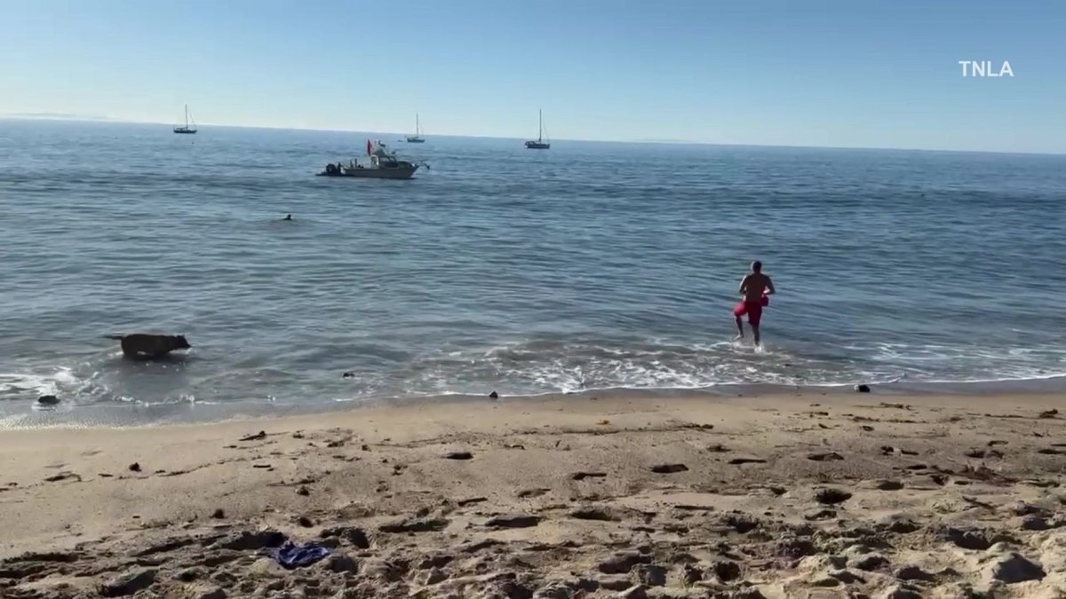 Tubarão "se vinga" de pescador, salta no barco e dá duas mordidas