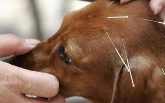 A acupuntura veterinária melhora muito a qualidade de vida dos animais 