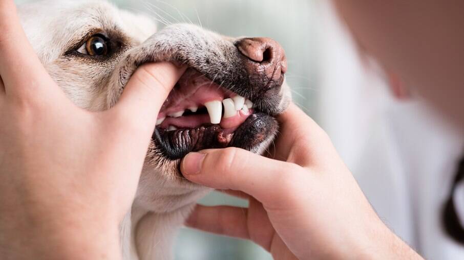 O tártaro em cães é muito comum e deve ser observado pelos donos