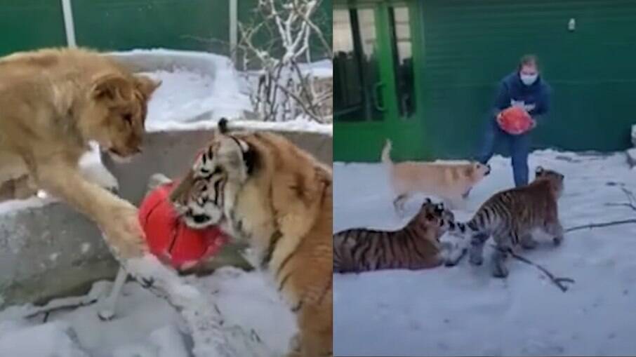 Uma cadela, dois tigres e um leão brincam de bola em um zoológico na região da Sibéria