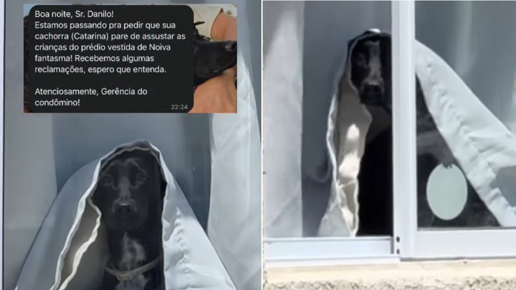 Cadela%20assusta%20vizinhos%20e%20condom%C3%ADnio%20%C3%A9%20acionado