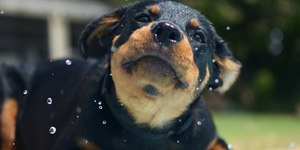 Rottweiler se assusta com onda e reação viraliza