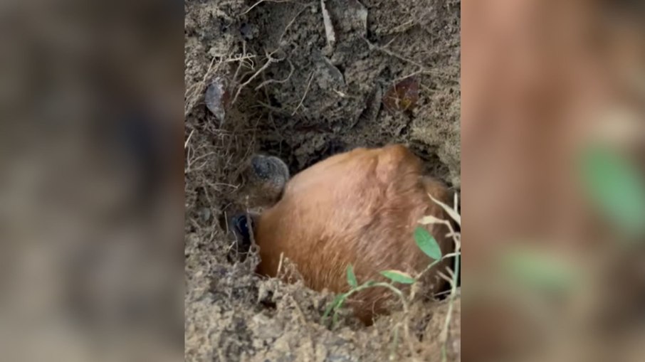 Pinscher é pego no flagra cavando buraco Pinscher é pego no flagra cavando buraco