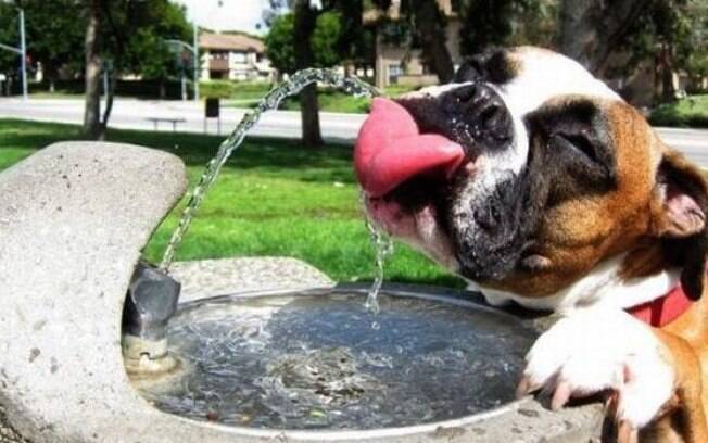 O cachorro precisa ter água fresca disponível o tempo todo durante o verão