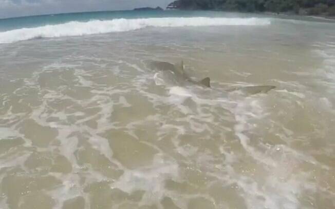 Tubarão é flagrado próximo à faixa de areia em praia de Fernando de Noronha