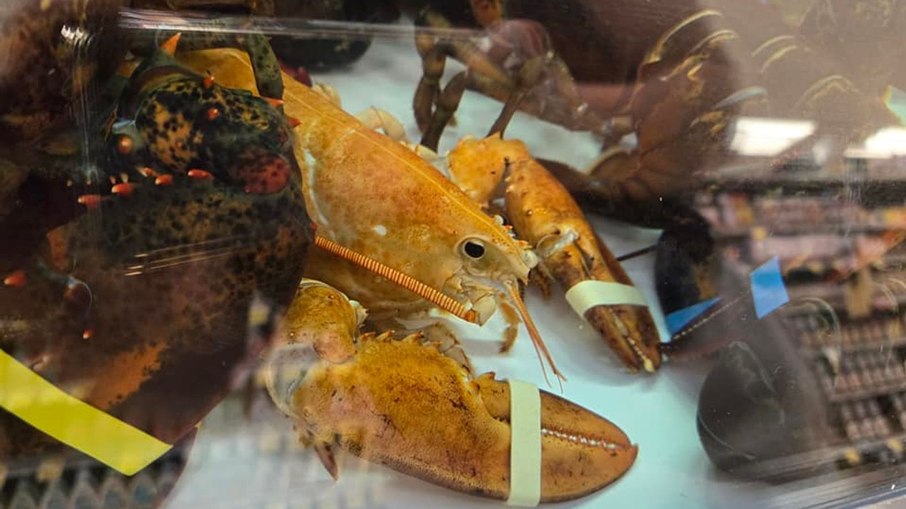 Lagosta virou sensação em supermercado e até ganhou um nome, Clementine