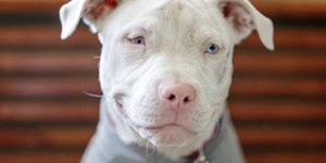 Pets albinos precisam de cuidados especiais