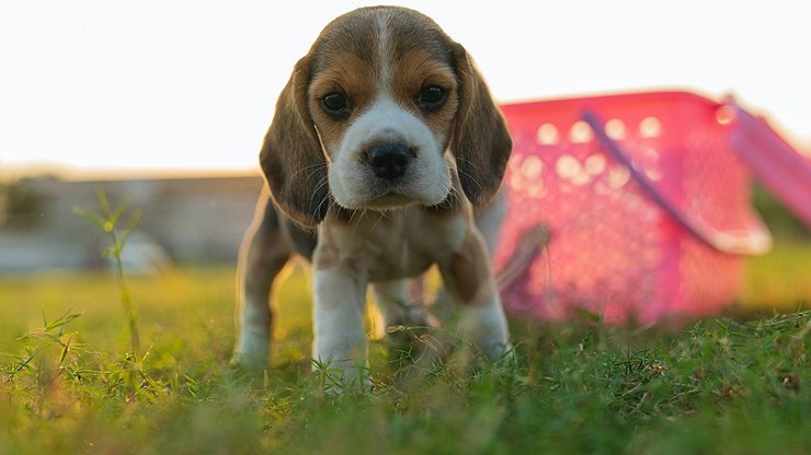 Beagles são clonados pela 1ª vez para salvá-los de doenças genéticas