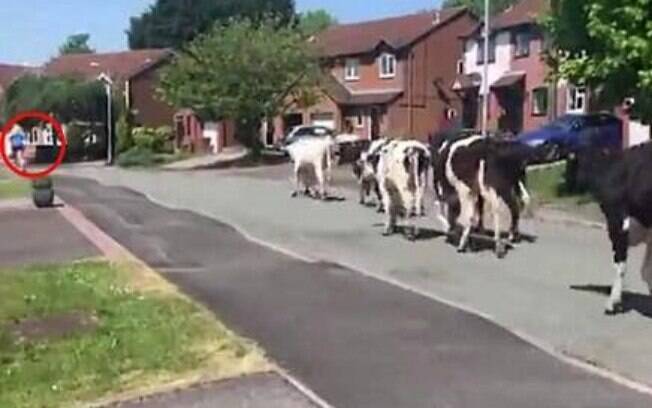 Uma mulher percebeu as vacas se aproximando e foi obrigada a correr para conseguir fugir dos animais