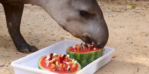 Verão: bichos do bosque se refrescam com frutas geladas e sorvete