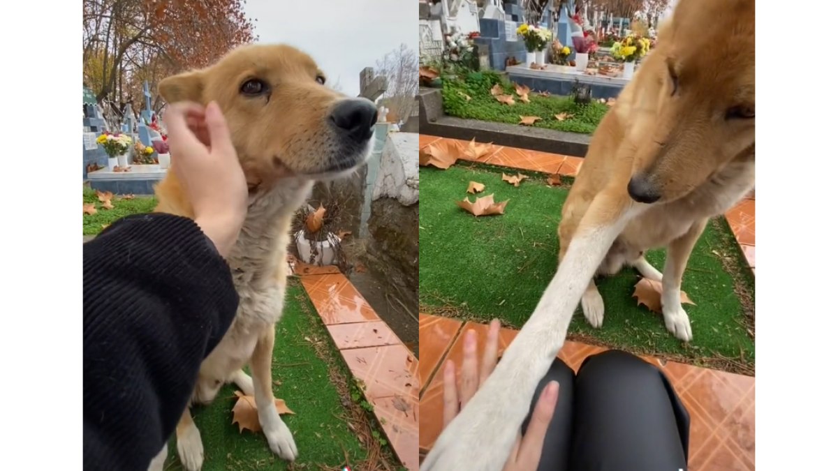 Cachorro aparece para consolar mulher que estava triste em cemitério