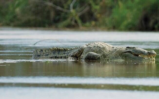 Crocodilo mata muitas pessoas ao redor do mundo
