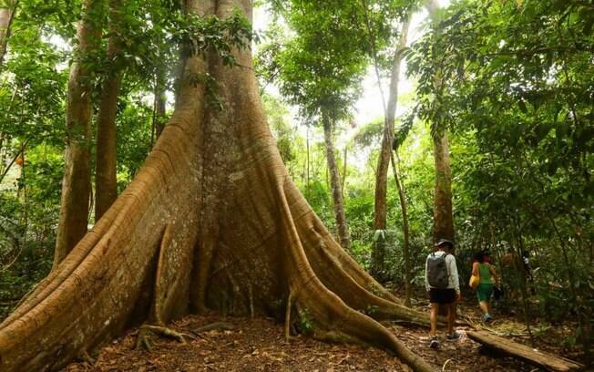 A floresta nacional tapajós é um dos cenários mais bonitos em Alter do Chão