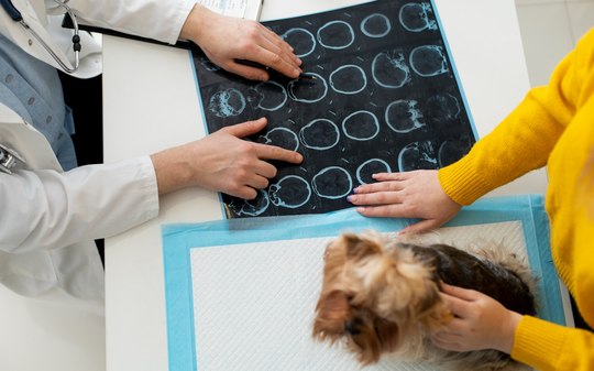 Cães entendem humanos? Pesquisa com animais chega à conclusão