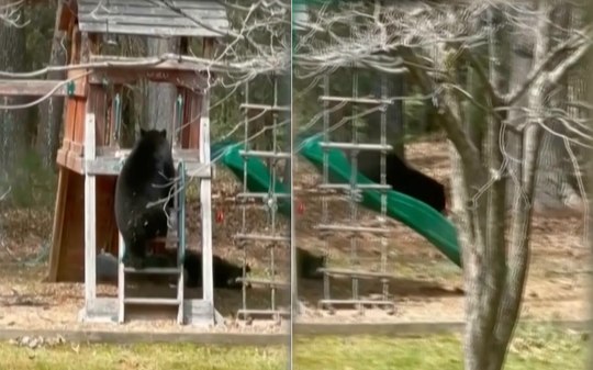 Urso é visto brincando em escorregador e encanta web; assista
