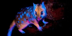 Marsupial que brilha no escuro é visto pela 1ª vez na Tasmânia