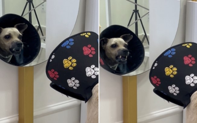 Cão estranha o próprio reflexo ao se ver no espelho pela 1ª vez 2zksv1b7k25nery4nnkv5ygnq