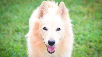 Pastor%20da%20Mantiqueira%3A%20conhe%C3%A7a%20o%20c%C3%A3o%20boiadeiro%20100%25%20brasileiro