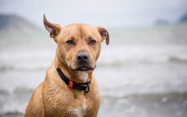 O American Staffordshire Terrier é um dos cães que não pode nadar sem o auxílio de um colete próprio para boiar