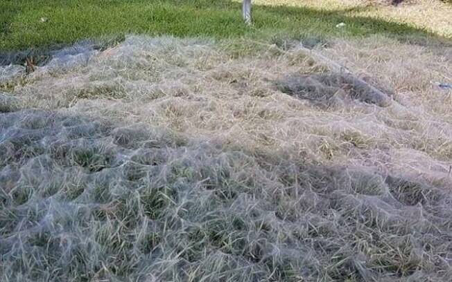 Em um primeiro momento, os donos do jardim não imaginavam que a enorme formação era uma teia de aranha