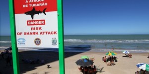 Ataques de tubarão em Pernambuco: saiba por que os casos aumentam