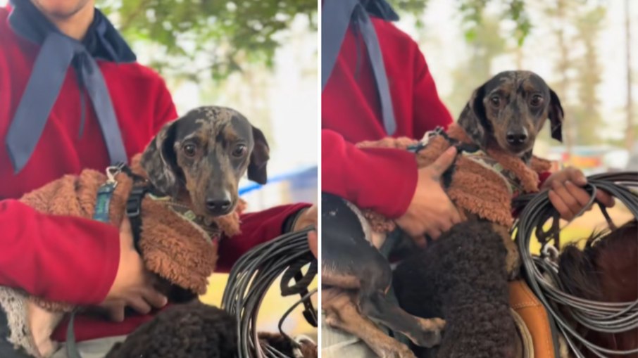 Cachorro da raça salsicha se recusa a descer de um cavalo durante um rodeio