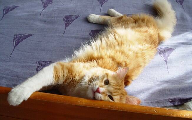 Gato fazendo xixi na cama pode ter vários motivos, mas tem é possível resolver