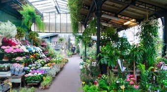 Plantas perfeitas para melhorar a qualidade do ar da sua casa