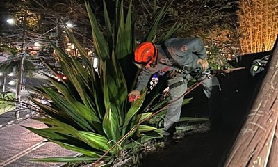 Bombeiros fazem rapel para resgatar gato em Ilhabela