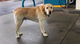 Homem pensa que cão está perdido, checa placa de identificação e se surpreende