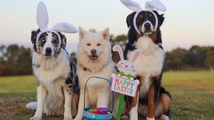 Calendário de raça de cachorro, Border Collie Puppies, Breeds A-B