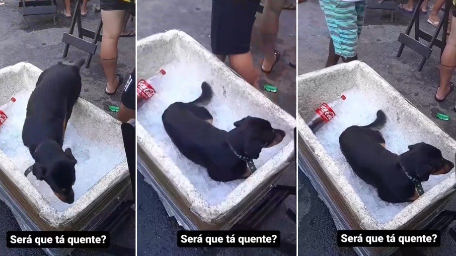 Cachorro busca meio para se refrescar de calor intenso no Rio de Janeiro