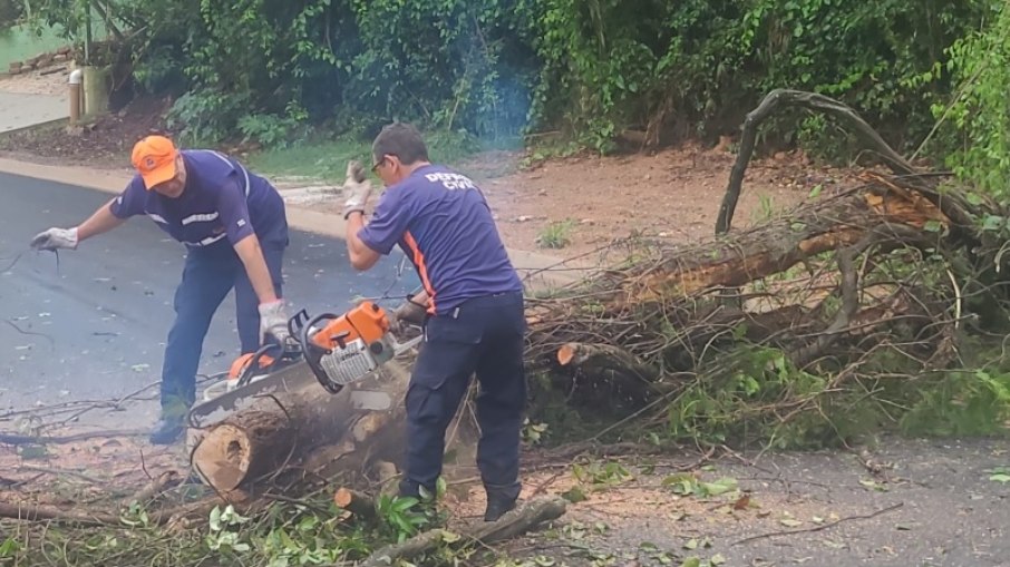 Agentes da Defesa Civil de Vinhedo trabalham na remoção de árvore que caiu após fortes chuvas