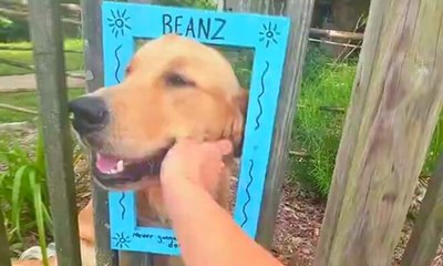 Golden retriever para pedestres por carinho grátis