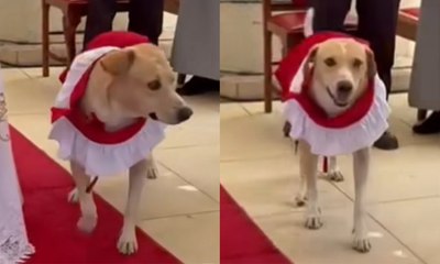 Cachorro viraliza ao ser homenageado em igreja