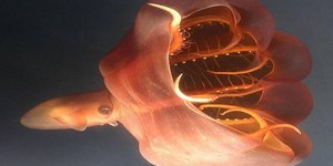 Pequena e horripilante: conheça a lula-vampira-do-inferno e sua fama assustadora