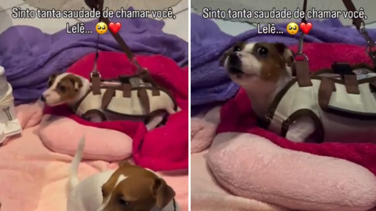 Cachorro com problema neurológico se alegra ao ouvir voz da dona