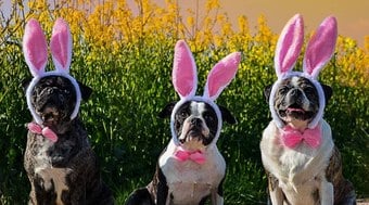 Ovos de Páscoa para pets: como incluir animais na comemoração