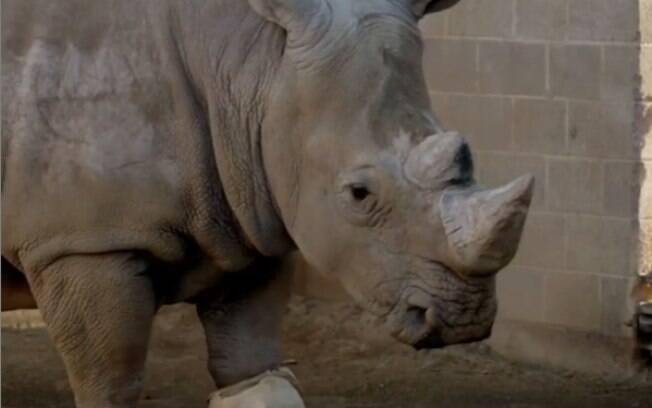 Apesar do susto, ninguém se feriu durante a aparição do rinoceronte.