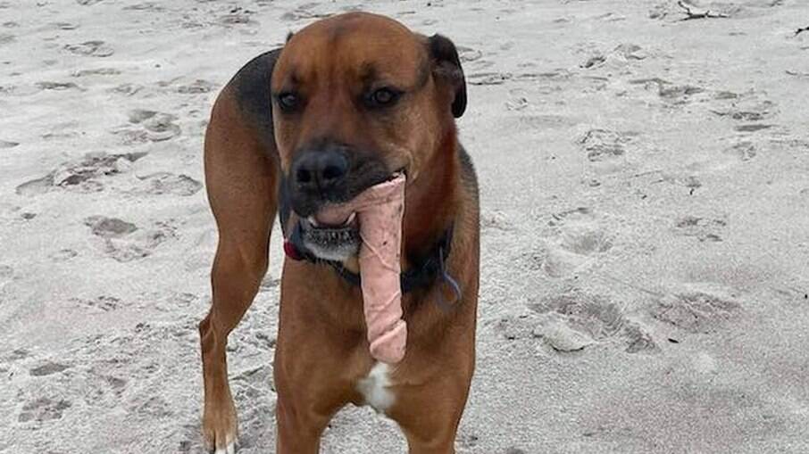 Cachorro encontra brinquedo sexual durante passeio em praia da Nova Zelândia